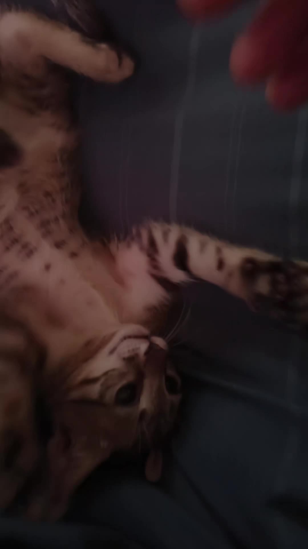 @🐈بّــــيــــلَآ تُـشـــــآو👋