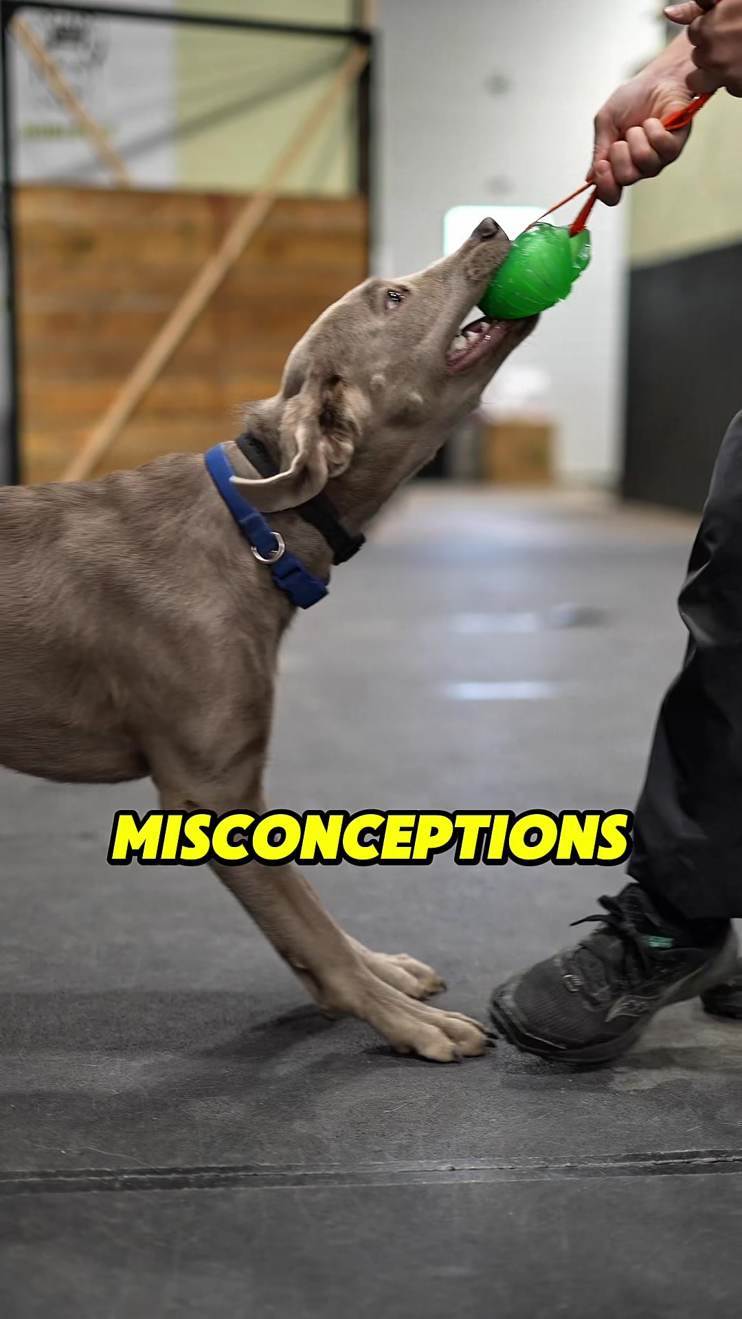 @Noble K9