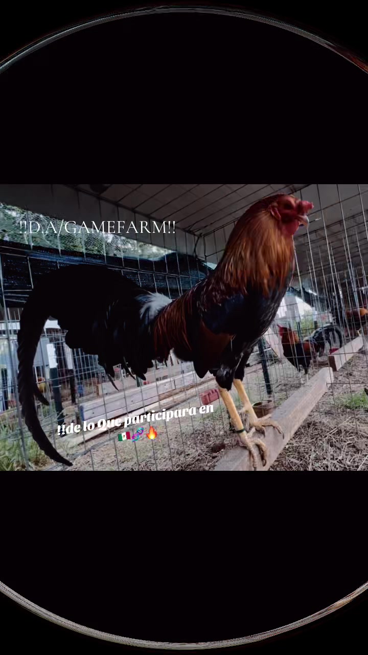 @DAgamefarm