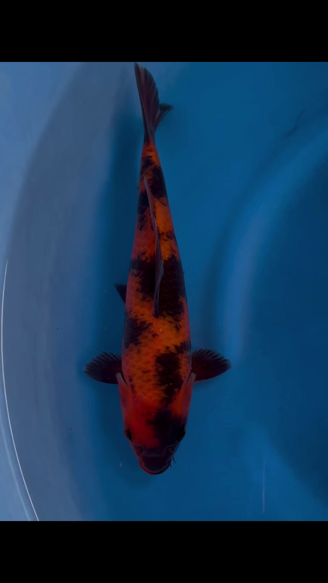 @Linh Long Koi Farm