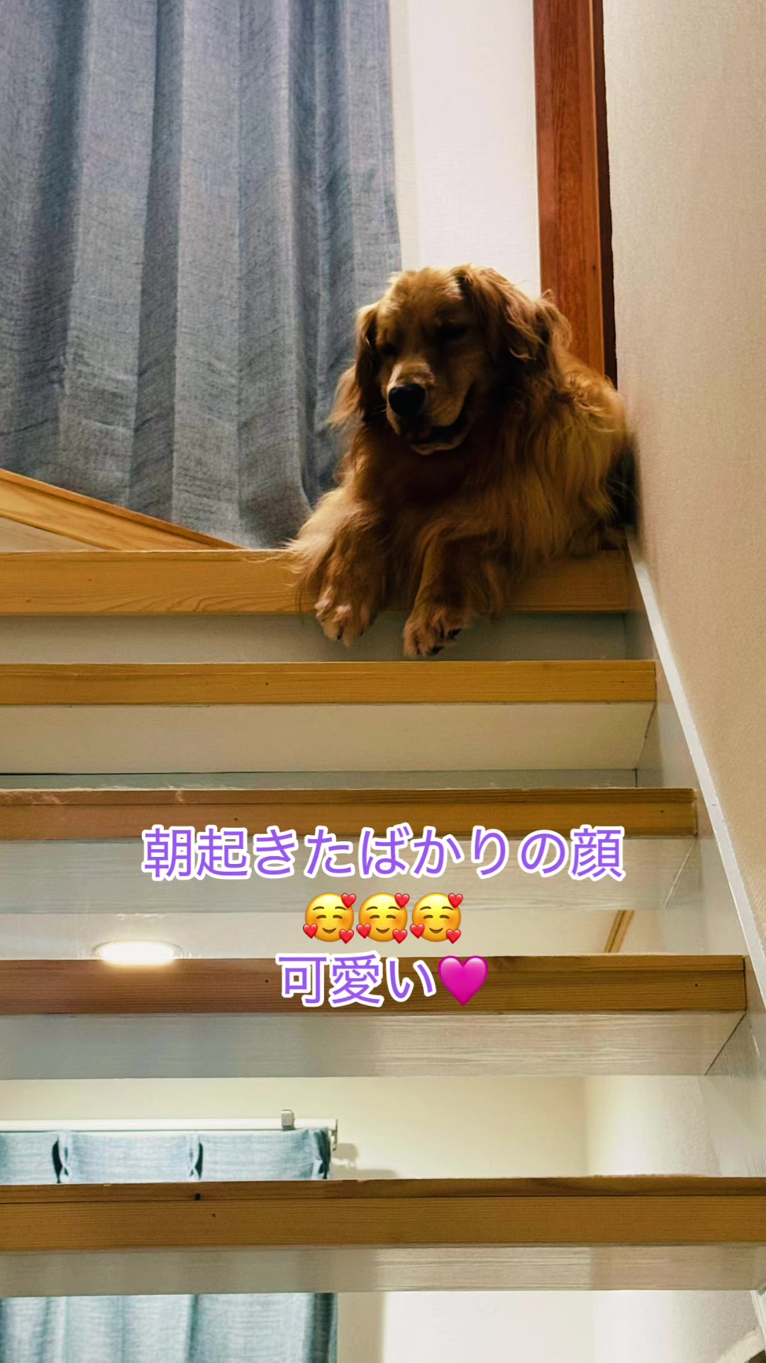 @ACIKA🇯🇵🇲🇨MOMO🍑🐶