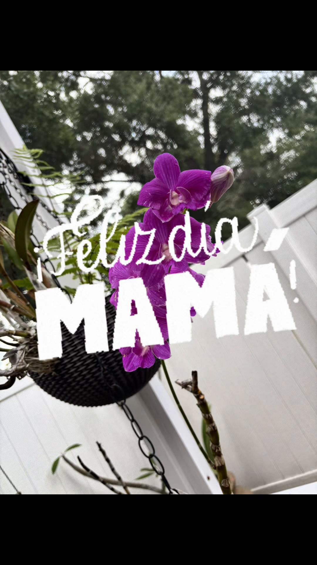 @idalmis@@@