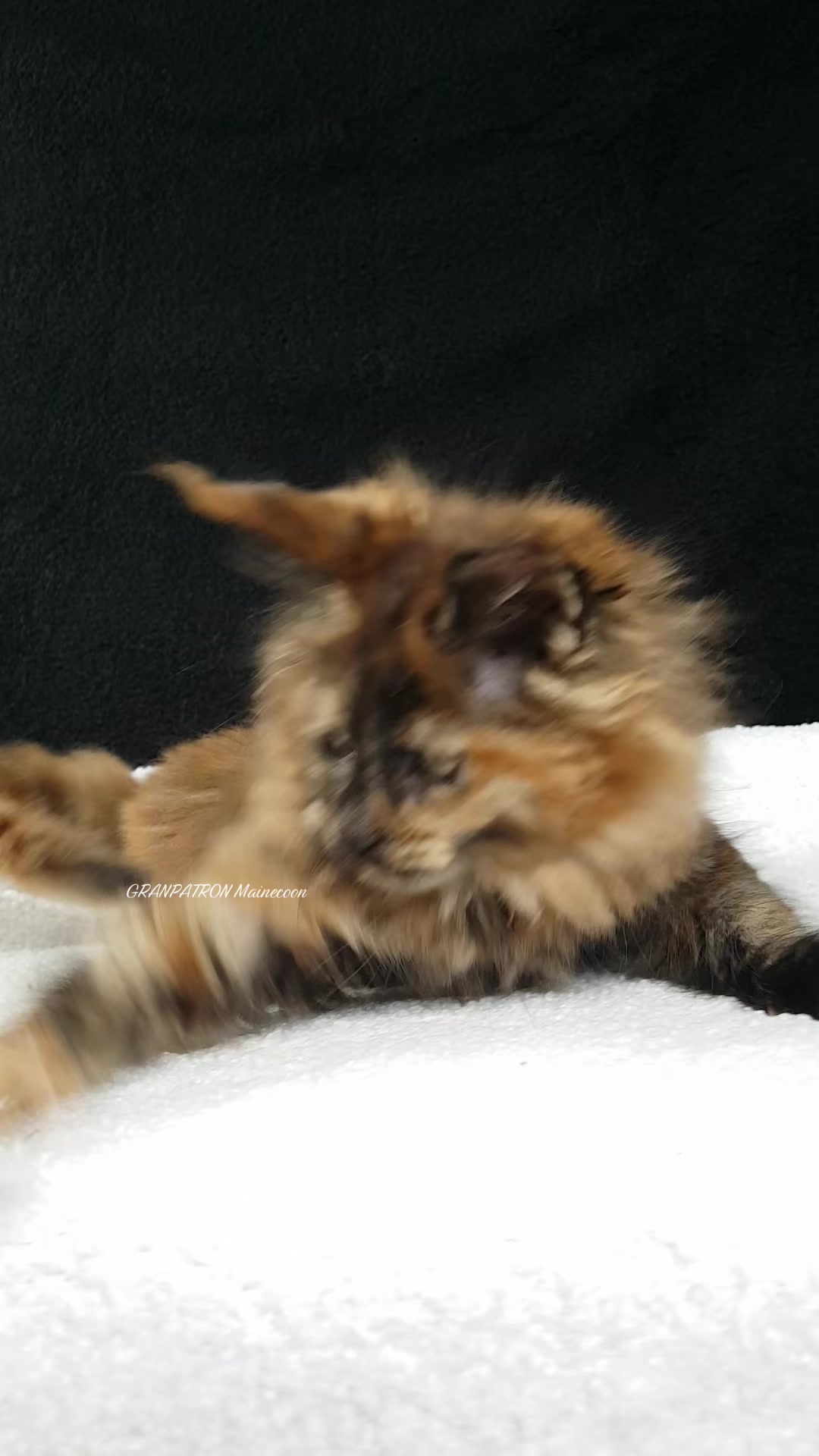 @Maine coon kitten