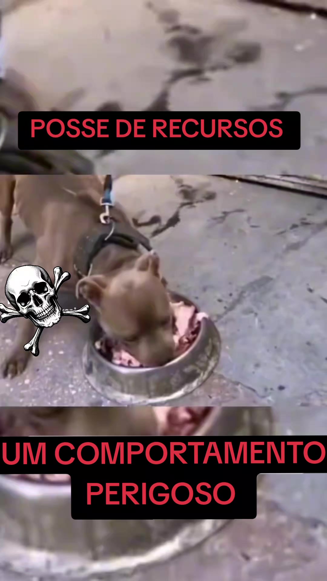 @cachorro de pobre