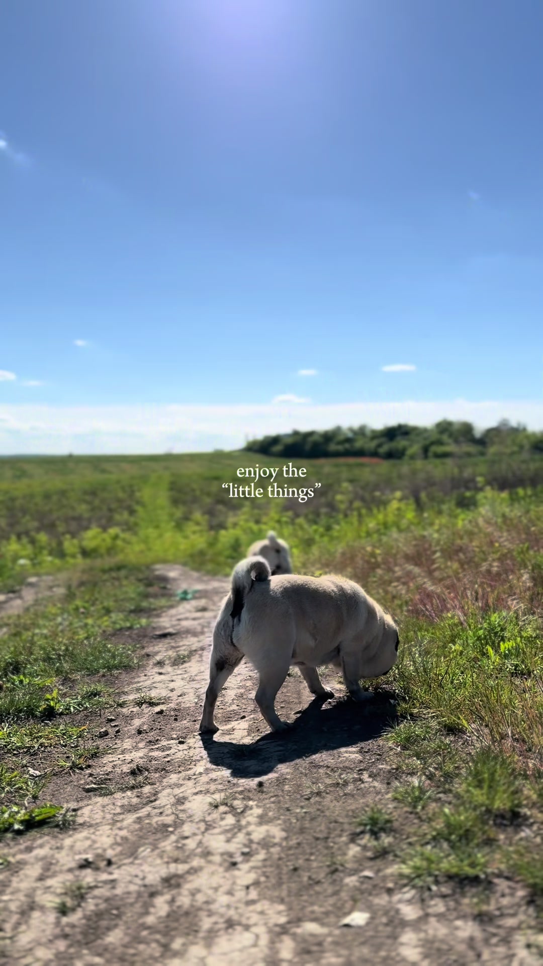 @Pug_bulka