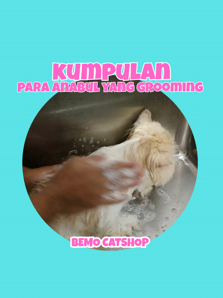 @Bemo Catshop