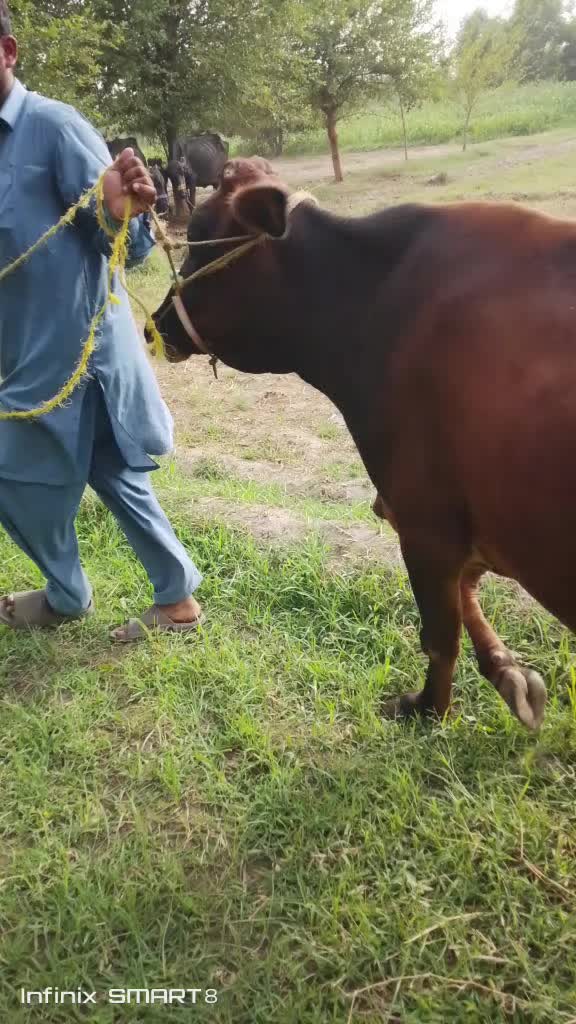 @sohailpanwar
