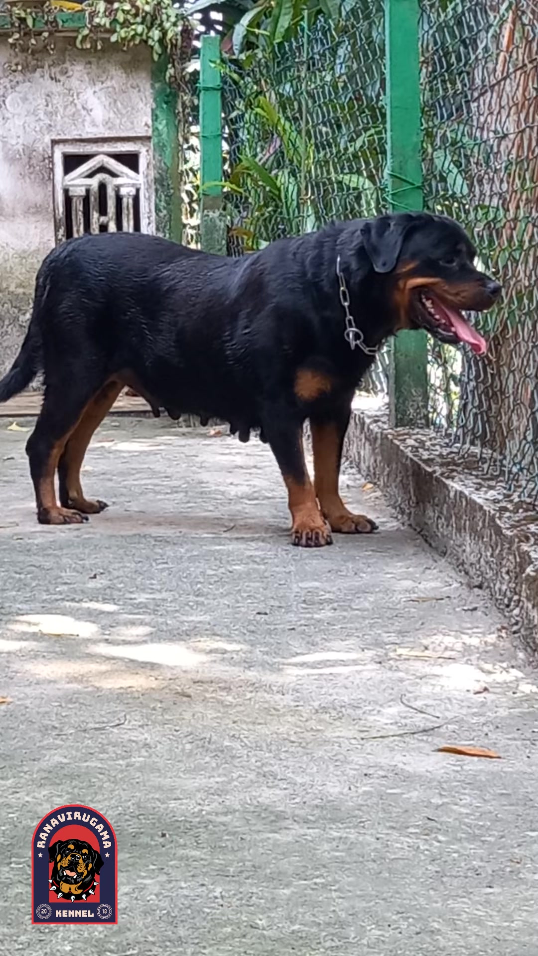 @Ranavirugama Kennel