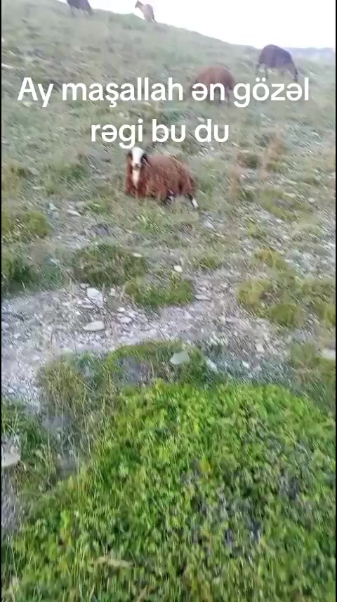 @Füzuli səfərov