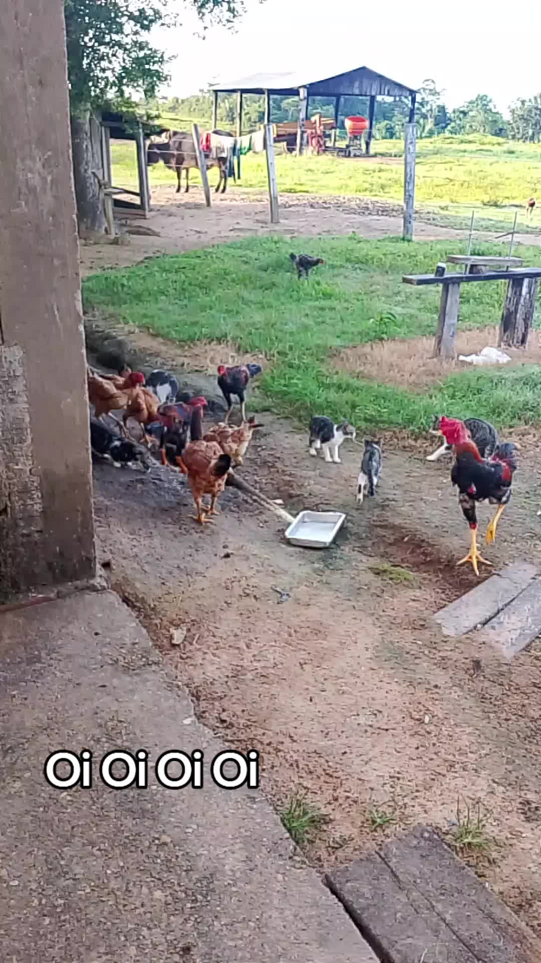 @Menina&Da roça🤠