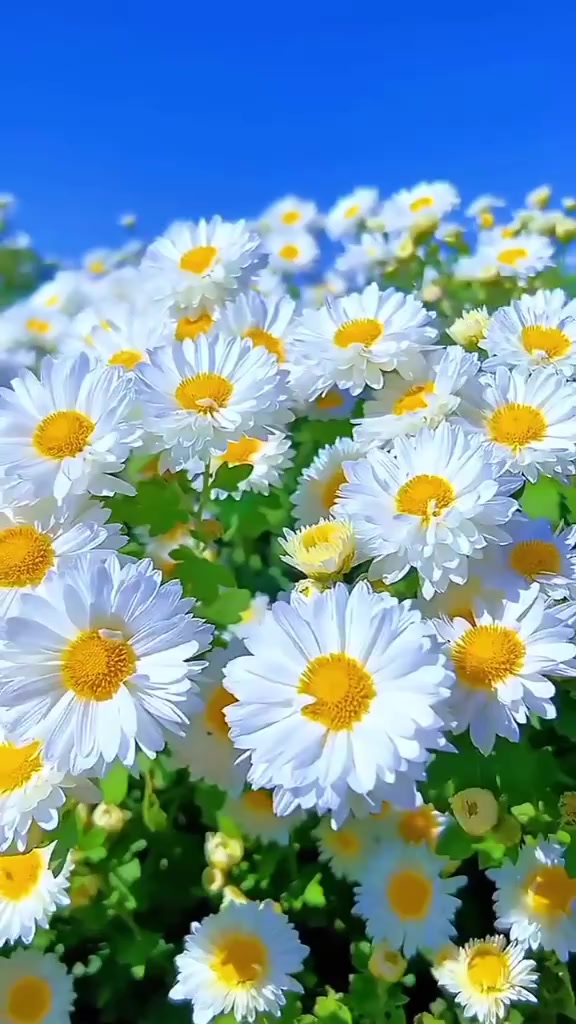@༒✯🆃︎🆄︎🅶︎🅱︎🅰︎☆༒