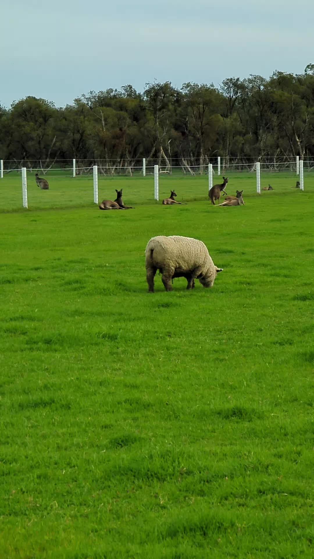 @Gardin Park Babydoll Sheep