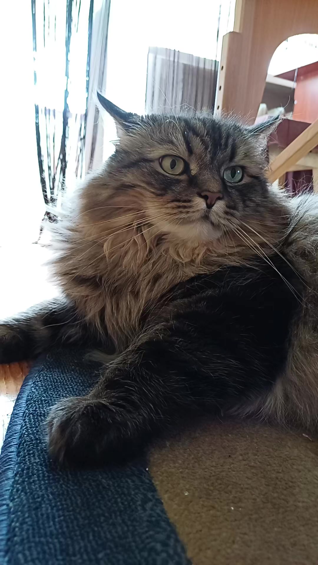 @cat_bayun_