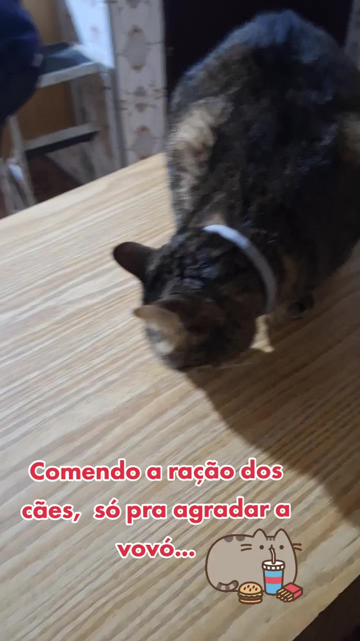 @MagdaAmoAnimais😾🐶🕊