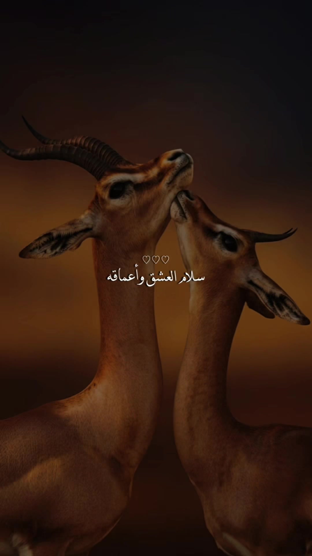 @﮼غزال🦌