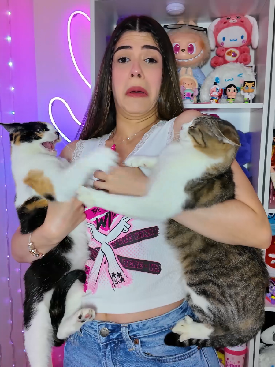 @Ani Cat