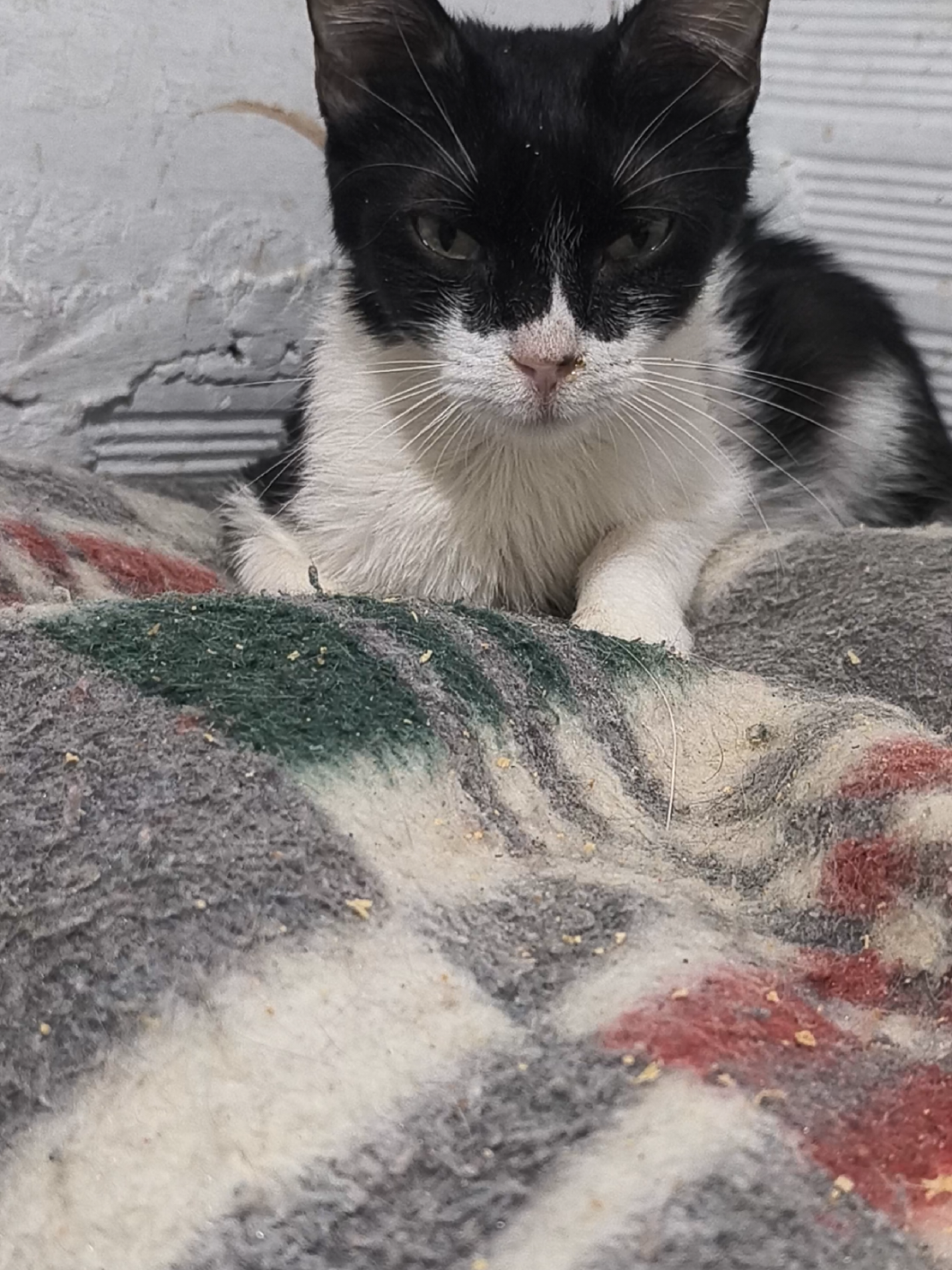 @fundación lazo animal