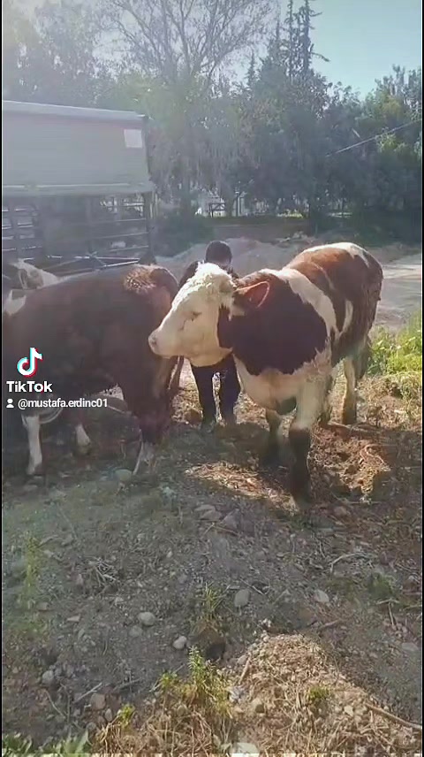 @Mustafa Erdinç 0101