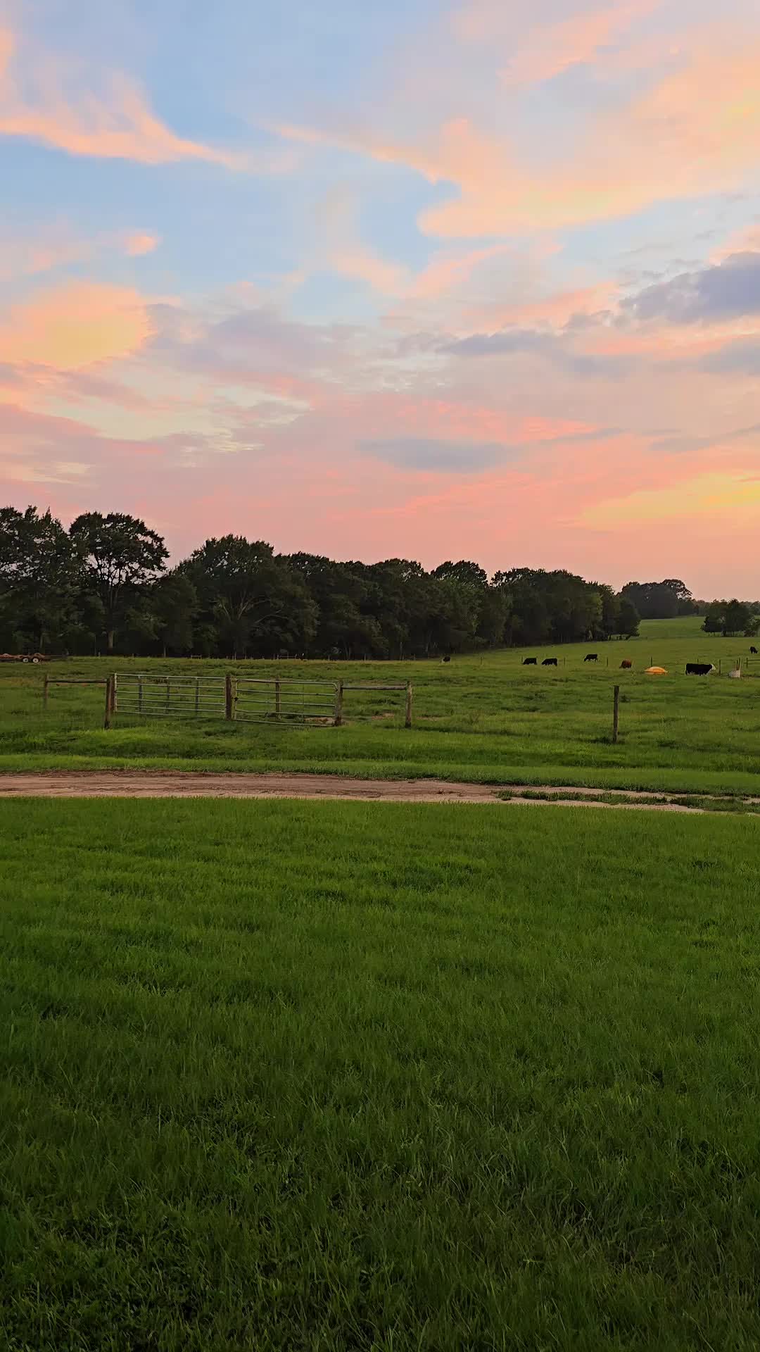 @M.I. CATTLE CO.