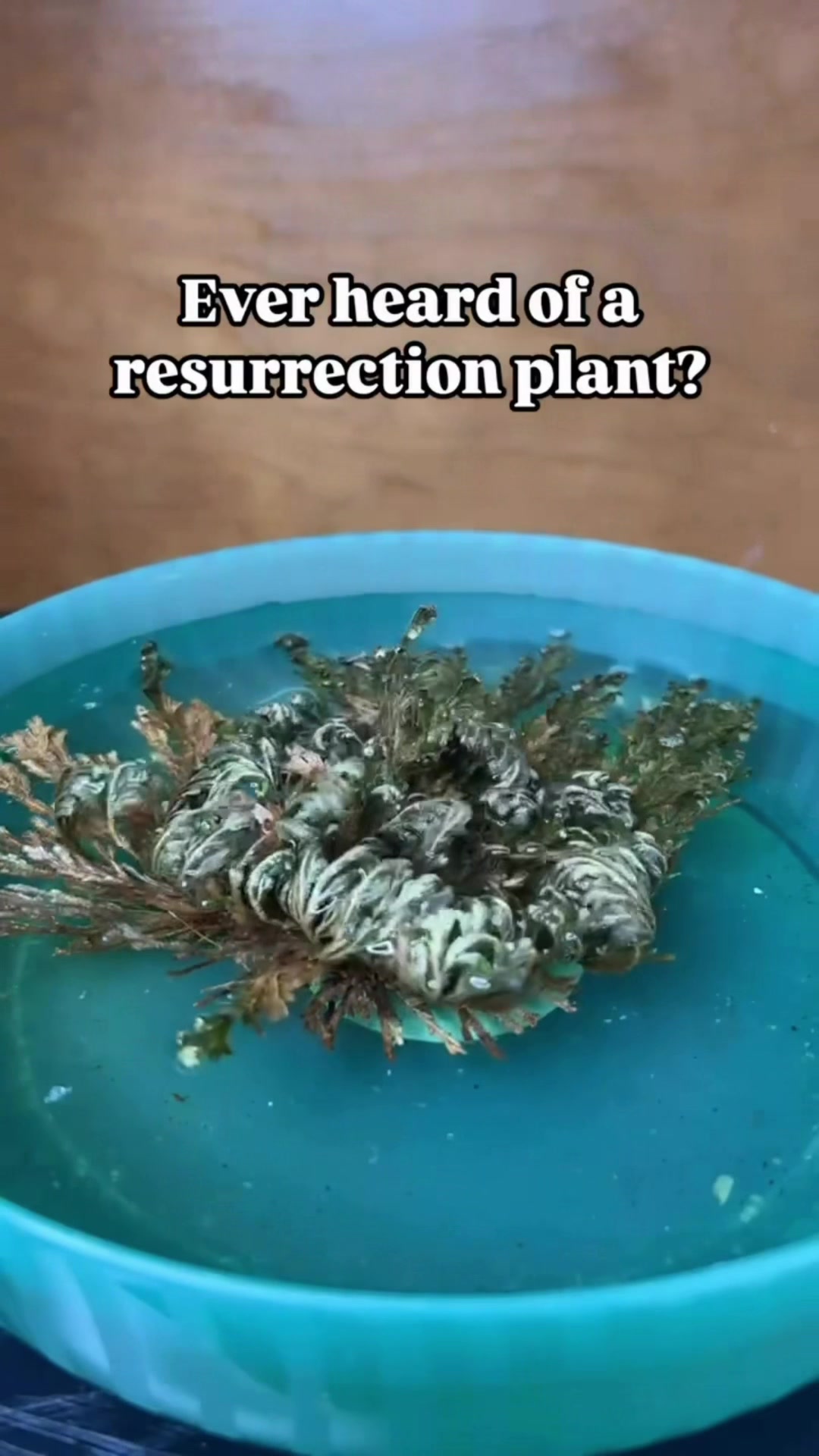 @Pothosiblyaboutplants
