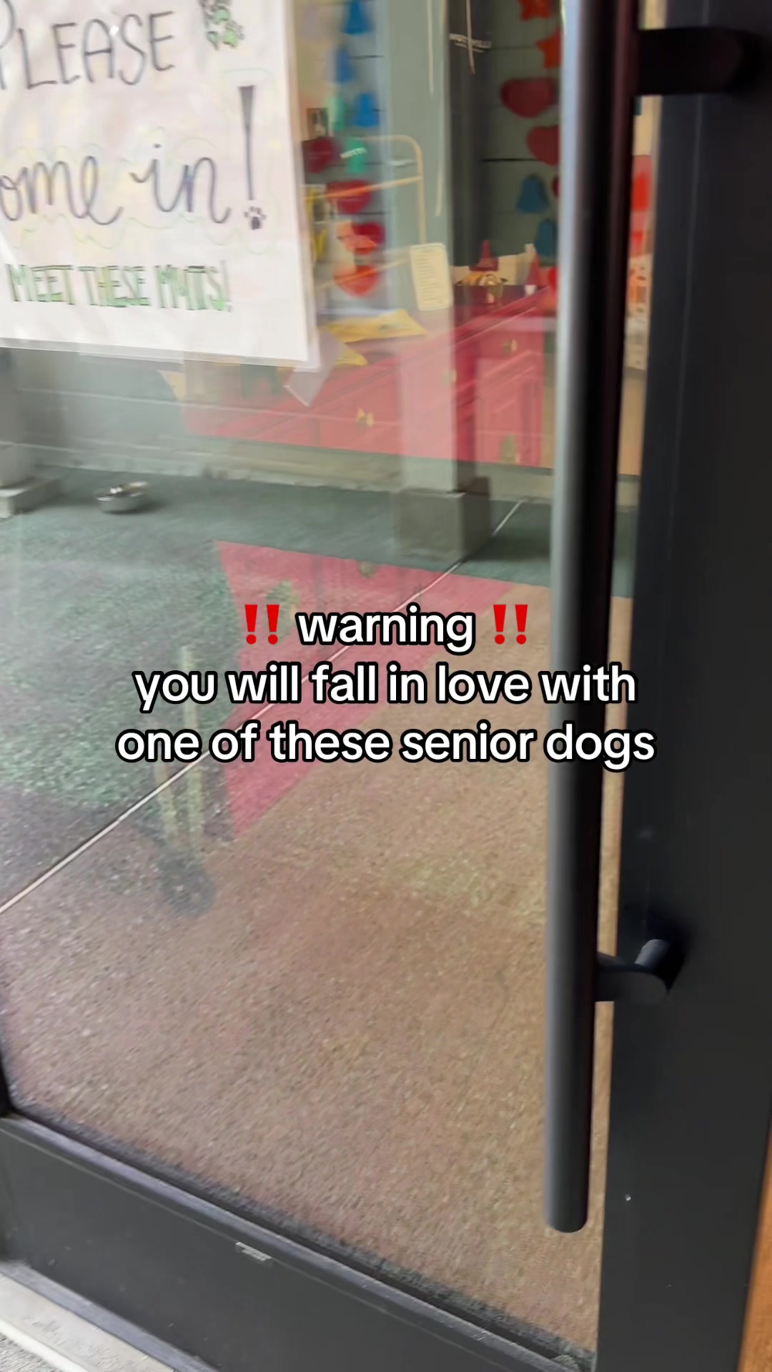@Lisa fosters senior dogs 🐶