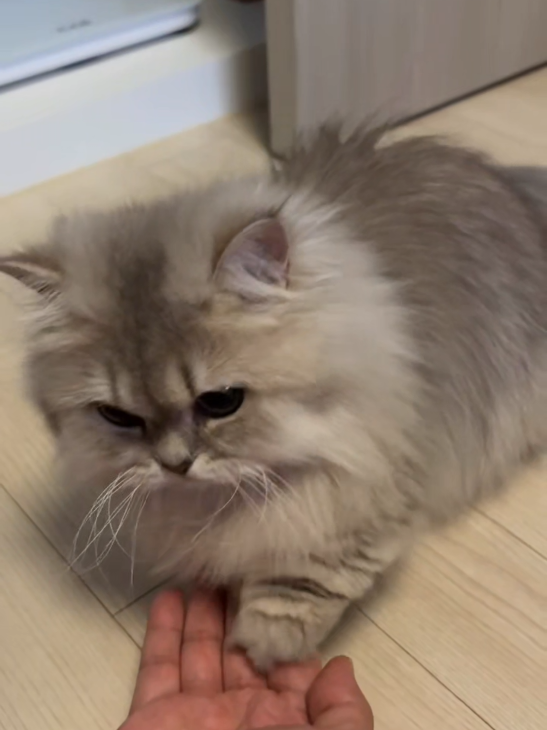 @Chonky World Of Cats