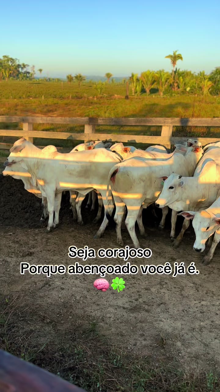 @lukasvieira_🍀