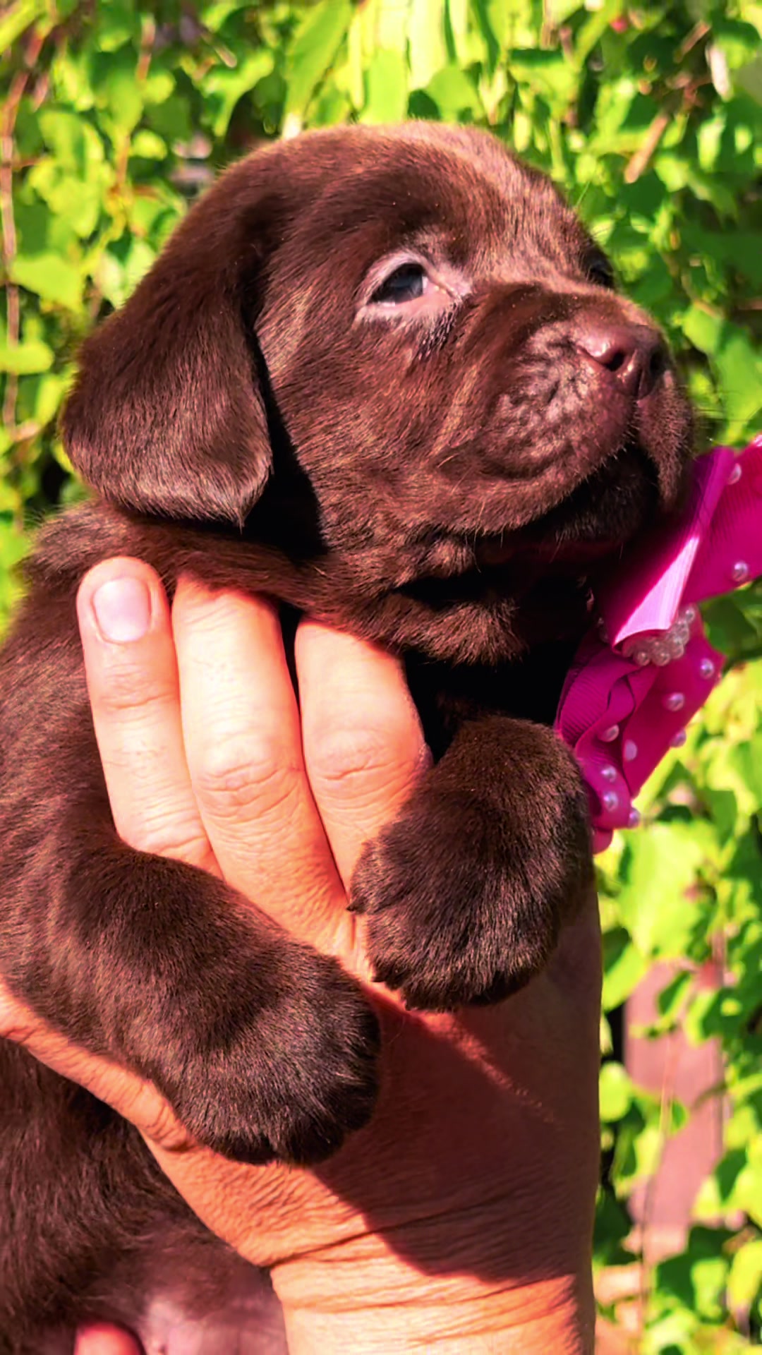 @Labrador_le_Grand