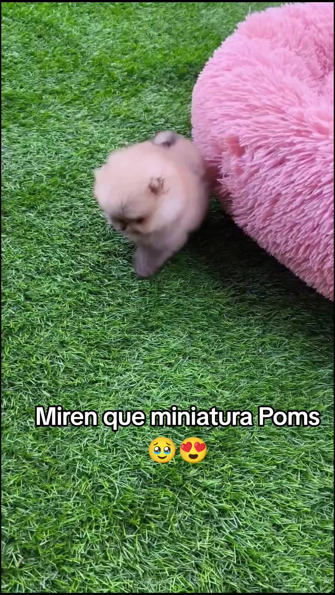 @Pomerania chile