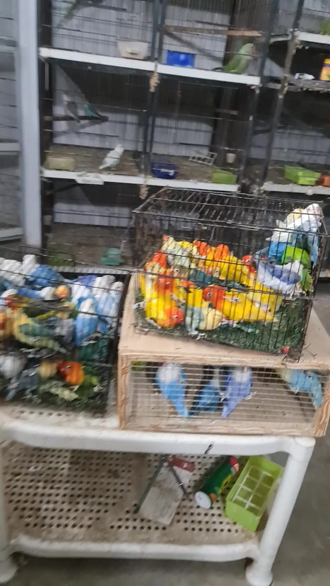 @ROYAL BIRD US