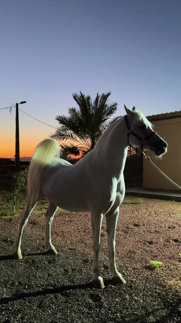 @ثـامر الشـلاش 🐎🤎.