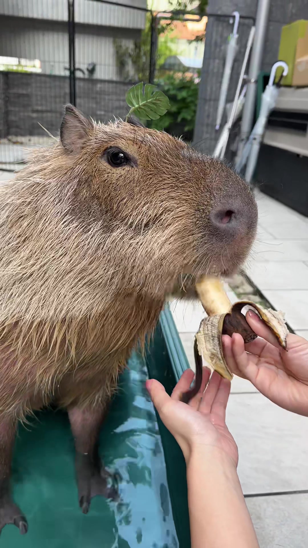 @カピヴィレッジ