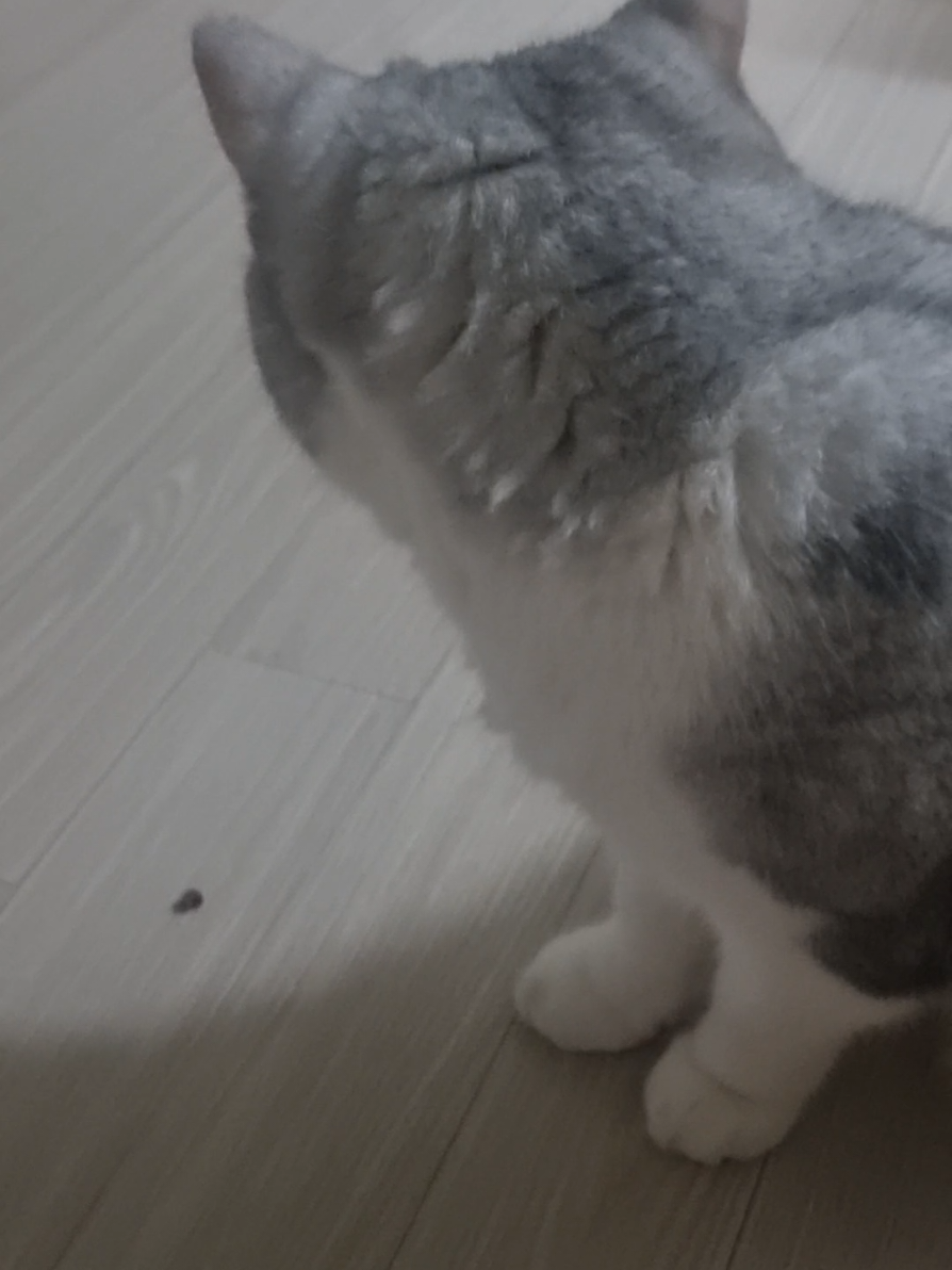 @고여사또치