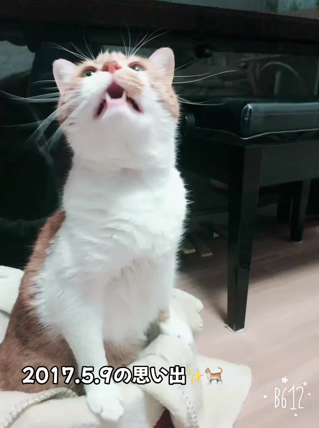@マロン