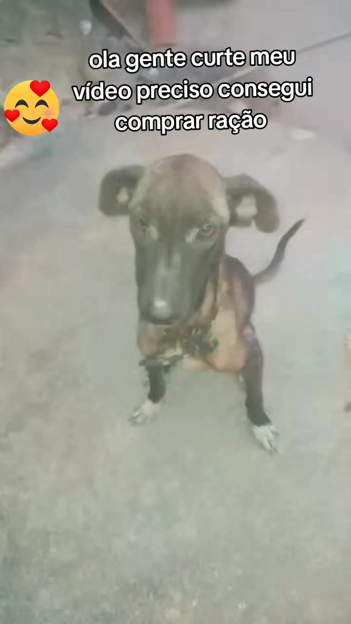 @Cãozinhoabandonado
