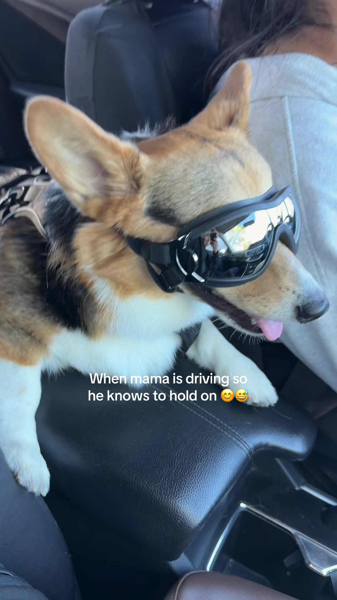 @hasbithecorgi