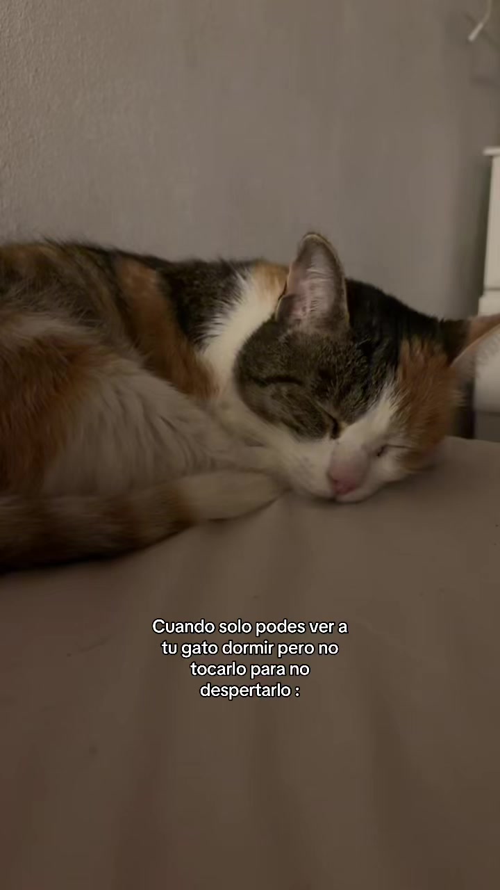 @caconeta