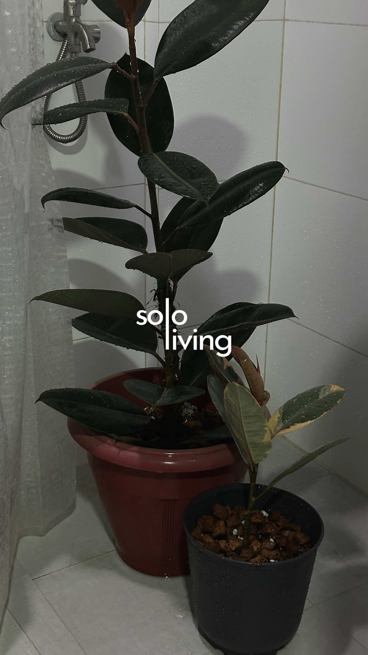 @karl