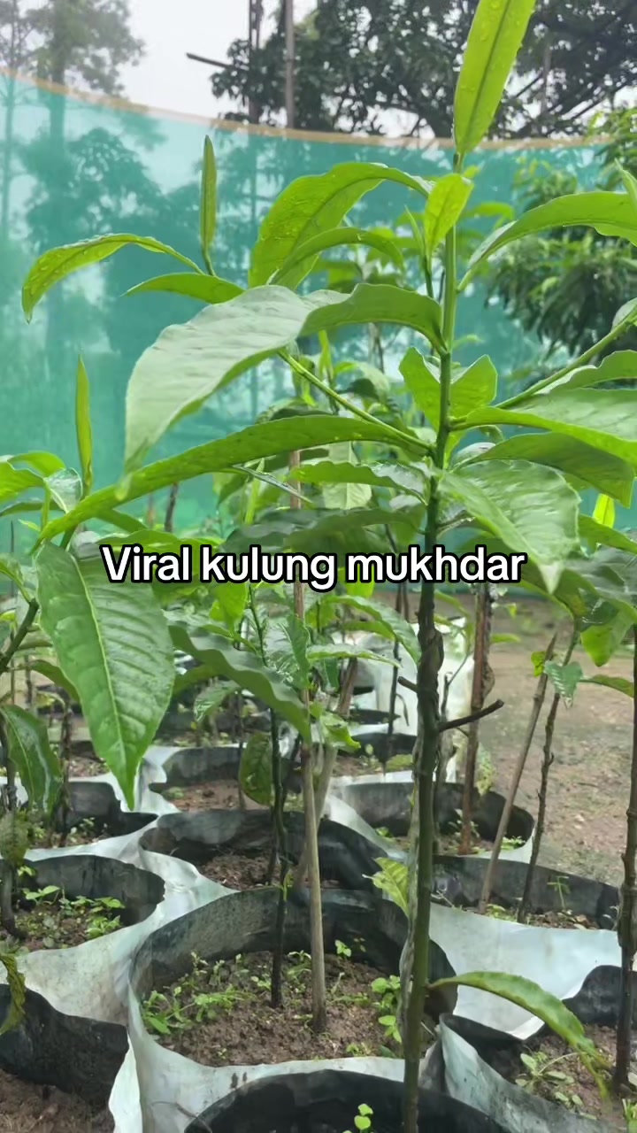 @नखावा कृषि(जय राई)