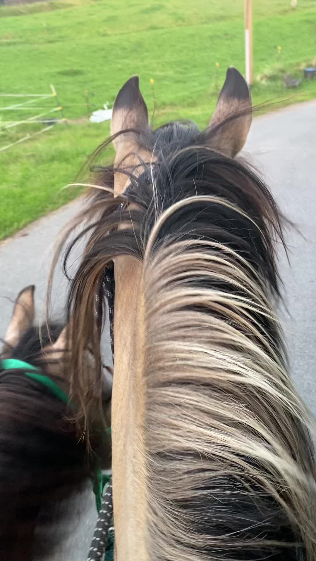 @Sarah and her Ponys and dogs