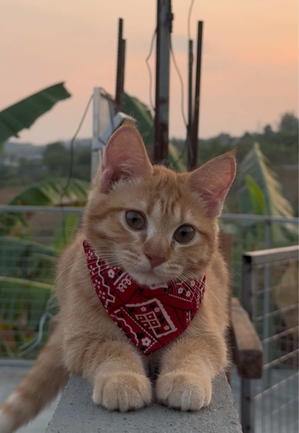 @It’s MEow