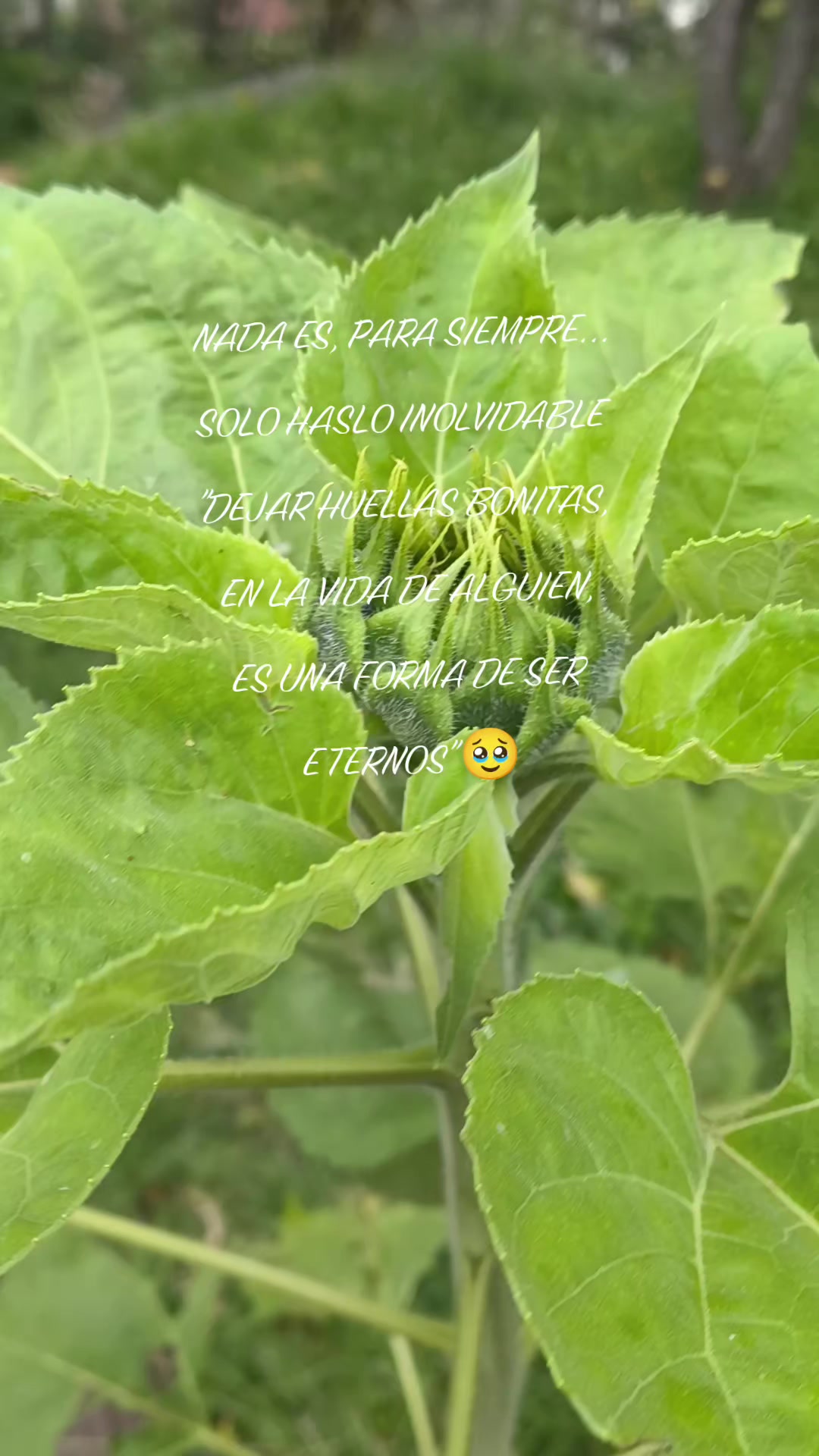 @Zuley 🩷🥰