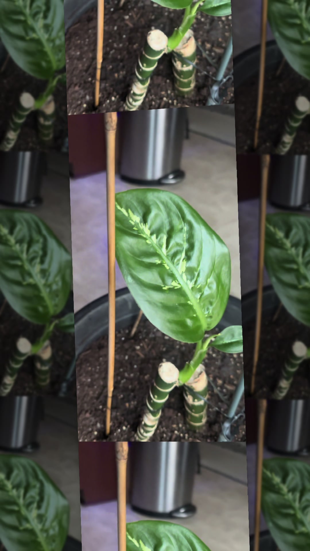 @MoePlantDad