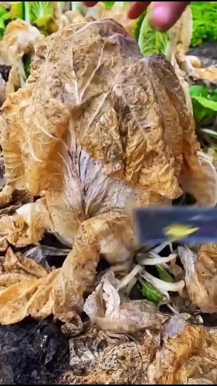 @◉‿◉