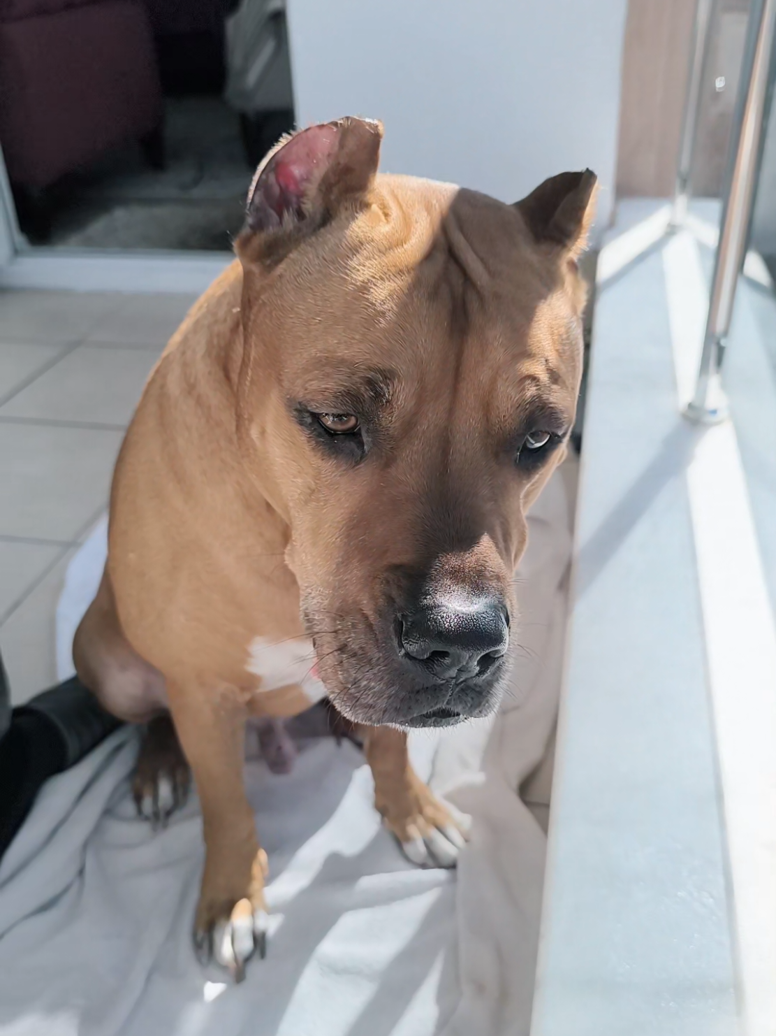 @pitbulll👑