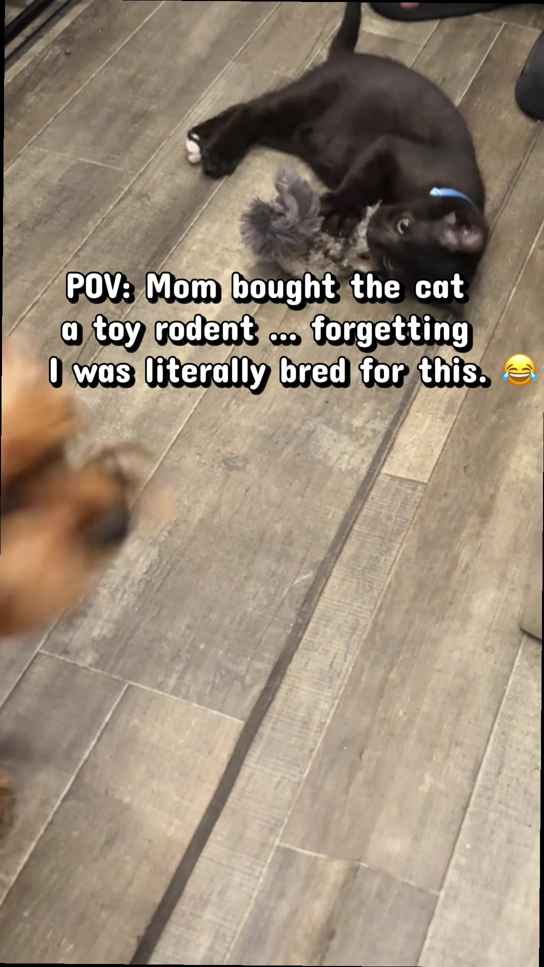 @newyorkiebymilo
