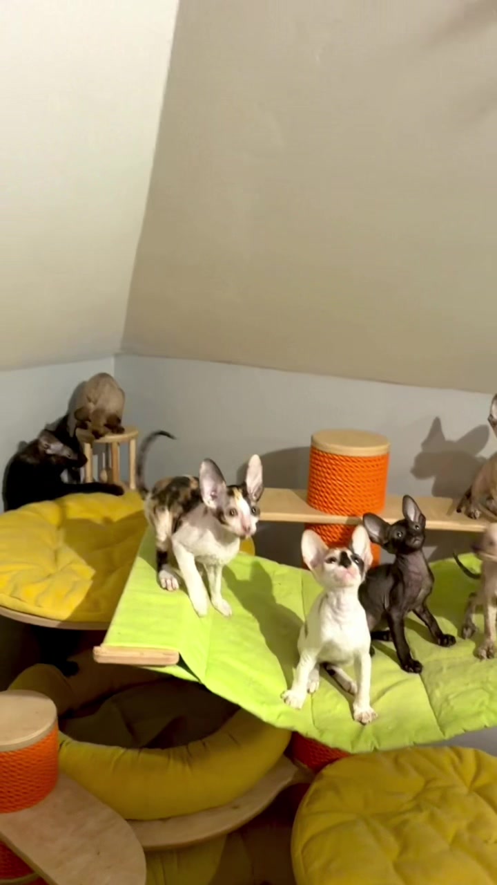 @patimolli_cattery