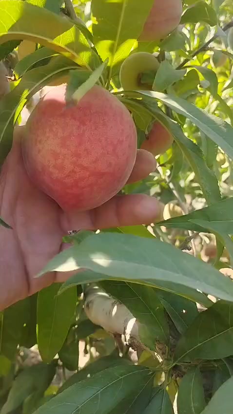 @احمد عمر
