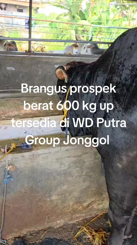 @padangzambrud