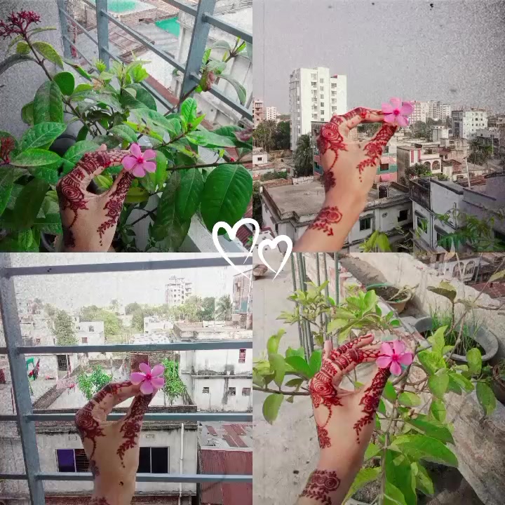 @✿℘їηкї✿🕊️